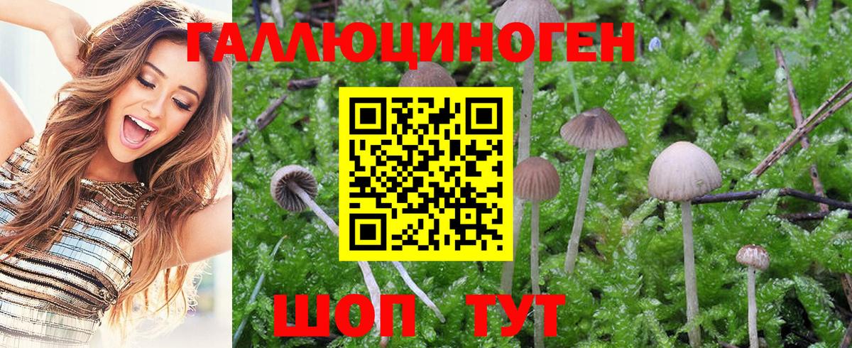 Галлюциногенные грибы MAGIC MUSHROOMS Моздок